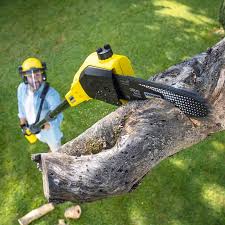 Best Tree Trimming and Pruning  in Kittitas, WA