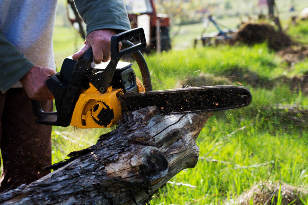 Pest Control for Lawns in Kittitas, WA